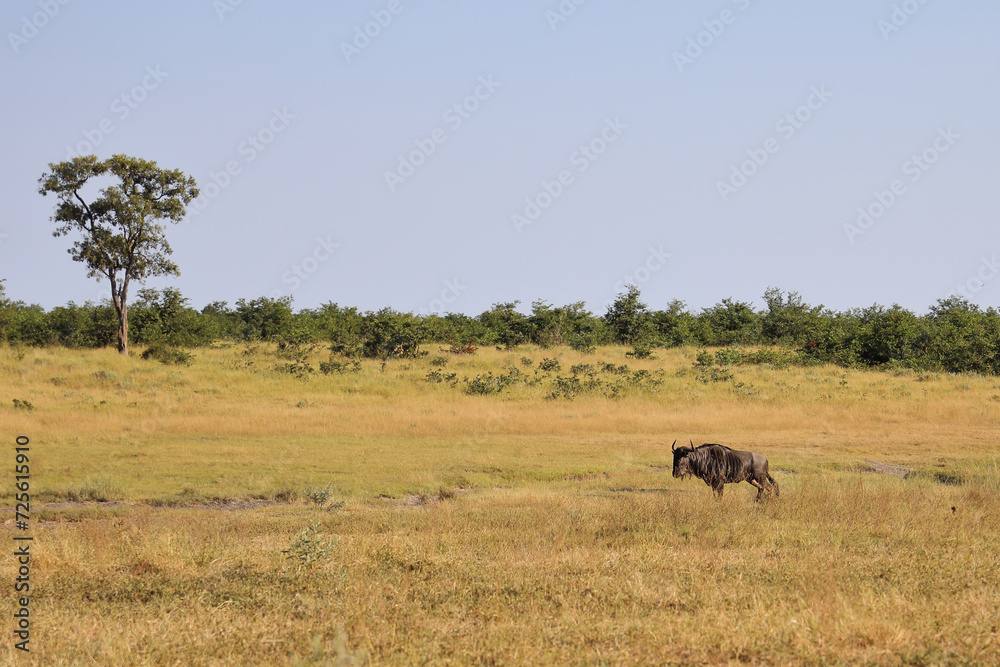 Streifengnu / Blue wildebeest / Connochaetes taurinus