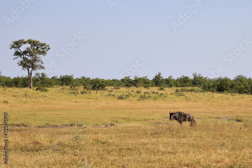 Streifengnu / Blue wildebeest / Connochaetes taurinus © Ludwig