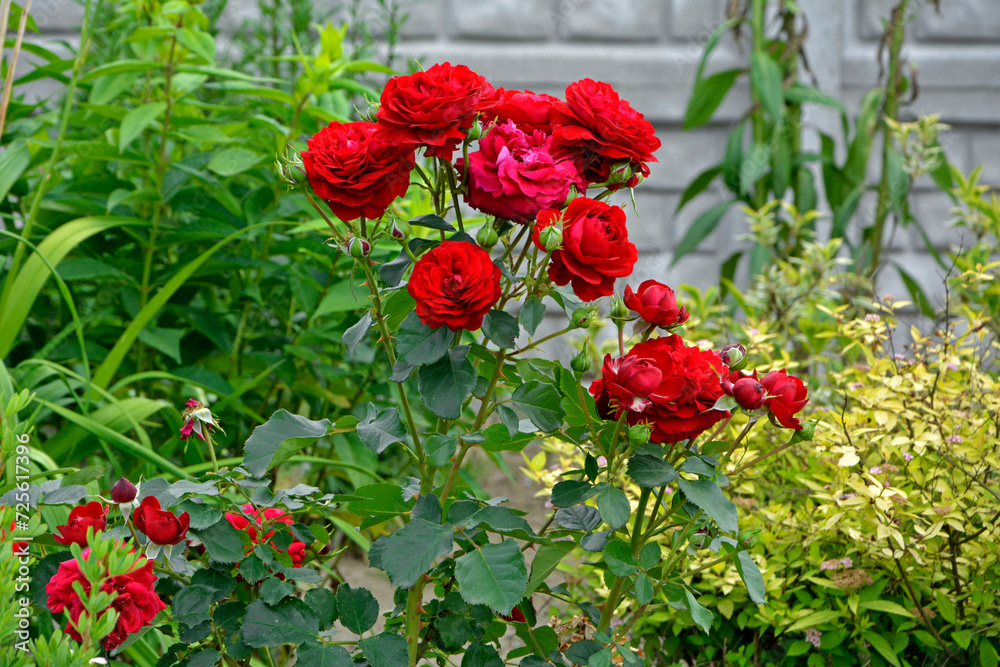 Fototapeta premium czerwone róże rabatowe, czerwone róże w ogrodzie, red roses in garden 