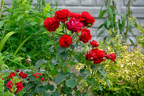czerwone róże rabatowe, czerwone róże w ogrodzie, red roses in garden 