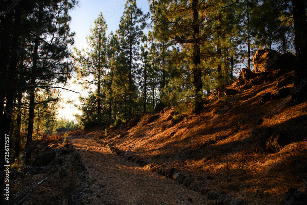 Obraz premium path in the woods