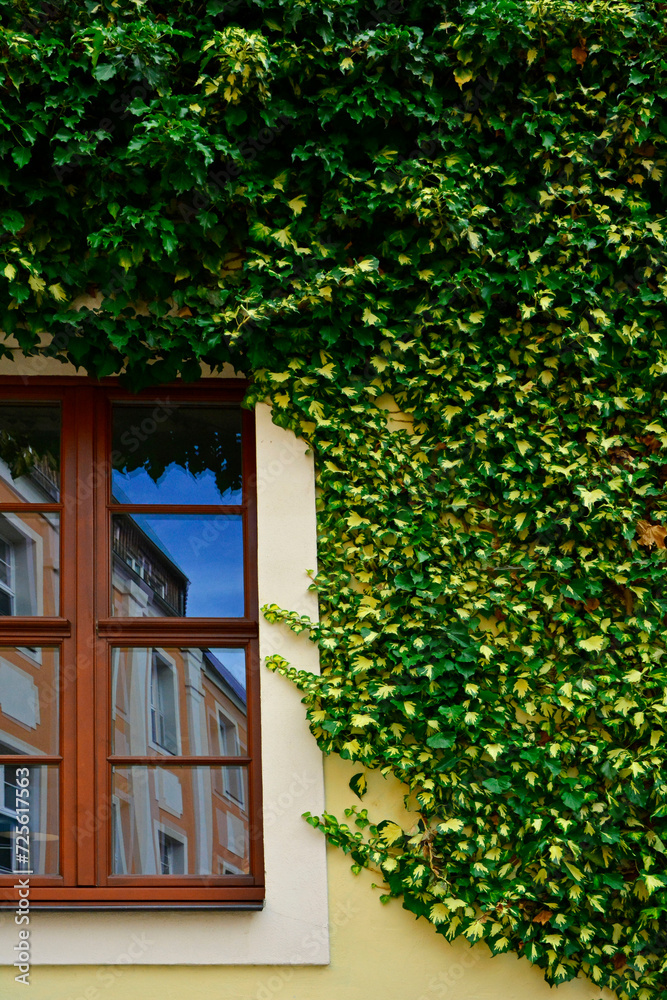 Bluszcz pospolity na ścianie domu nad oknem,(Hedera helix ), Bluszcz odmiana ‘Goldheart’ , Common ivy on the wall of the house above the windows, Ivy variety 'Goldheart'	
