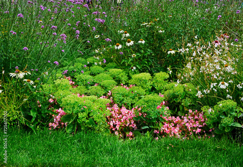 rabata z kolorowymi kwiatami, werbena patagońska, begonia stale kwitnąca i rozchodnik okazałay w ogrodzie, Verbena bonariensis, Begonia ×semperflorens-cultorum, Hylotelephium spectabile,