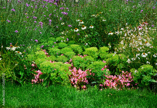 Obraz na płótnie rabata z kolorowymi kwiatami, werbena patagońska, begonia stale kwitnąca i rozchodnik okazałay w ogrodzie, Verbena bonariensis, Begonia ×semperflorens-cultorum, Hylotelephium spectabile, w salonie