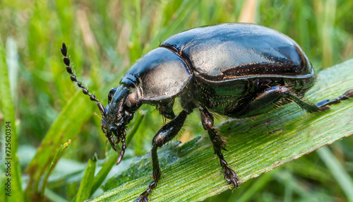 Wildlife. Black beetle bug on the green grass. © Bonita