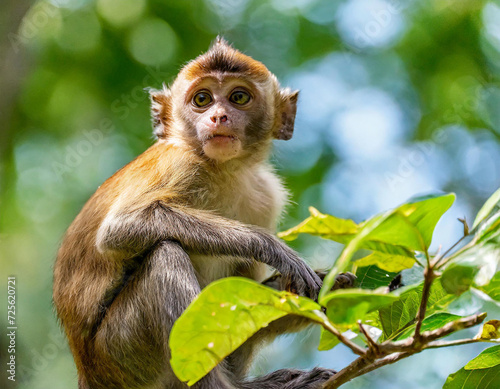 A small brown monkey is sitting on the tree branch among green leaf  it looking to the camera. Animal in the wild protrait photo.