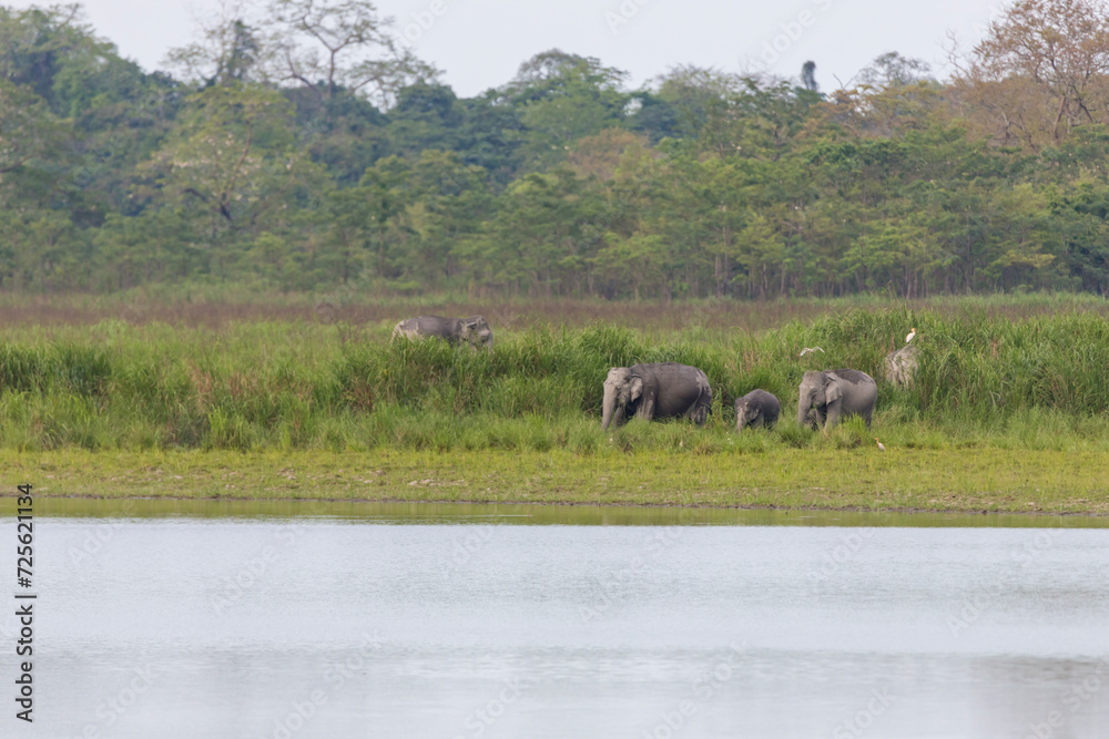 Fototapeta premium A group of wild elephants near a waterbody at Kaziranga national Park,assam,india.