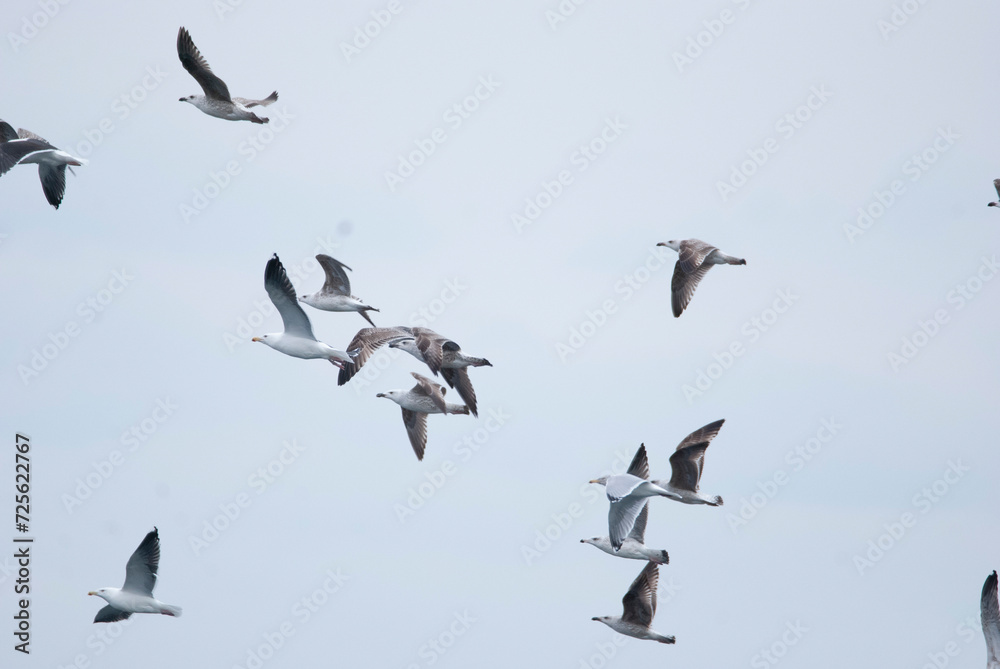 Mixed flock of juvenile gulls taking flight