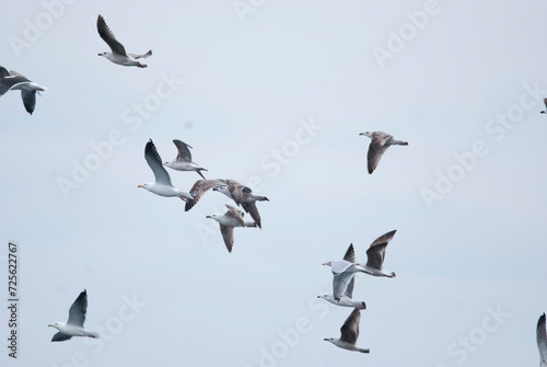 Mixed flock of juvenile gulls taking flight