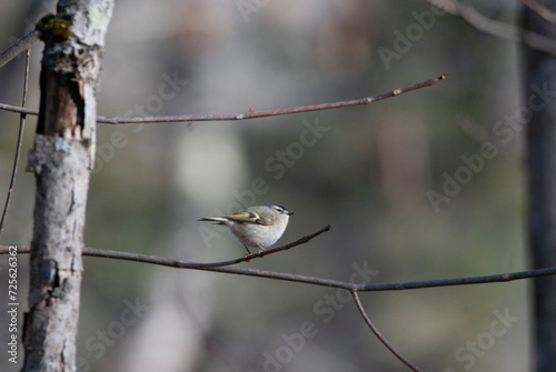 Golden Crowned Kinglet perched on a Branch photo