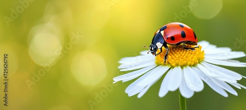 Bright spring background with ladybug on white flower and copy space, minimalistic modern design