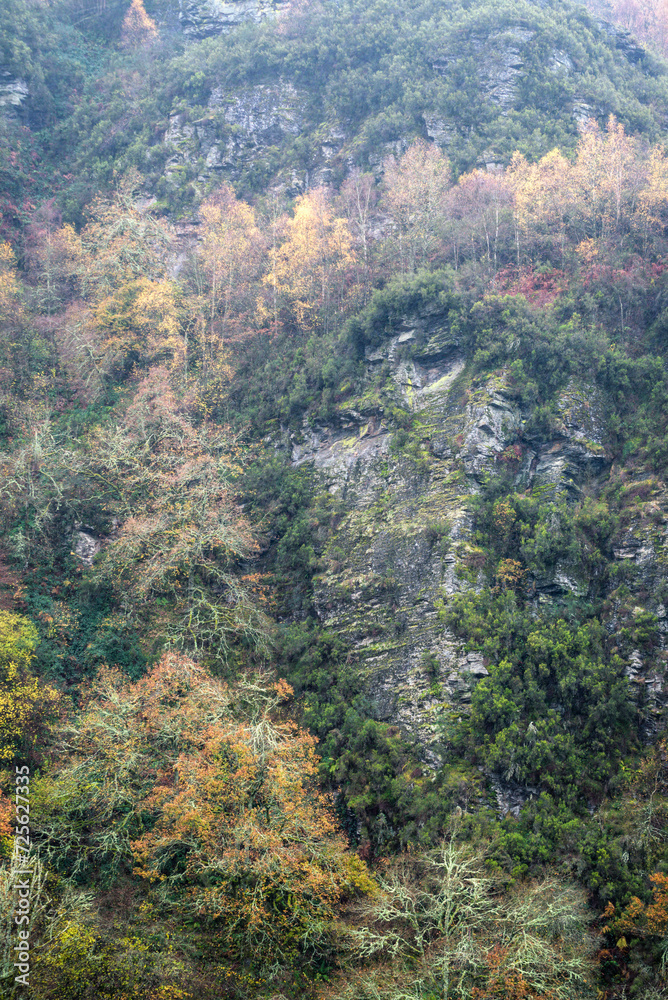 Fototapeta premium Large shale rock shield emerges between tree and shrub vegetation