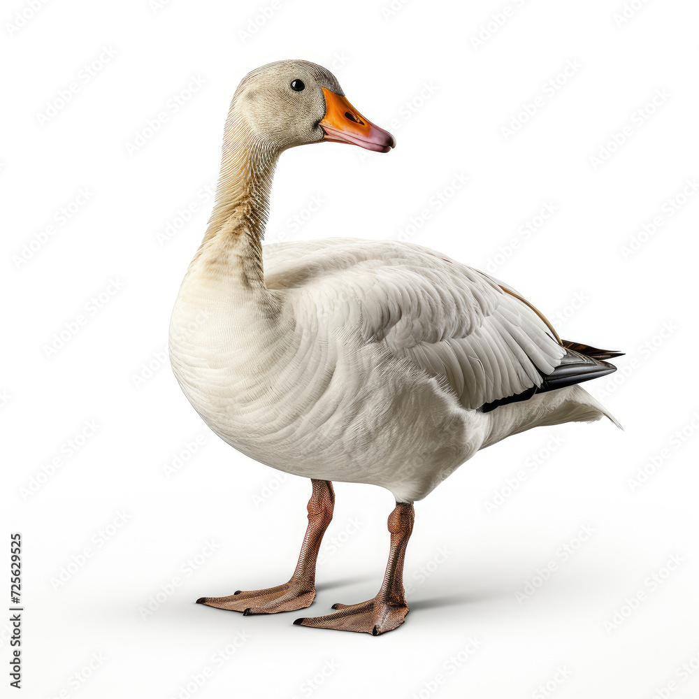 Whole body of white goose swan isolated on white background Whole body of white goose swan isolated on white background