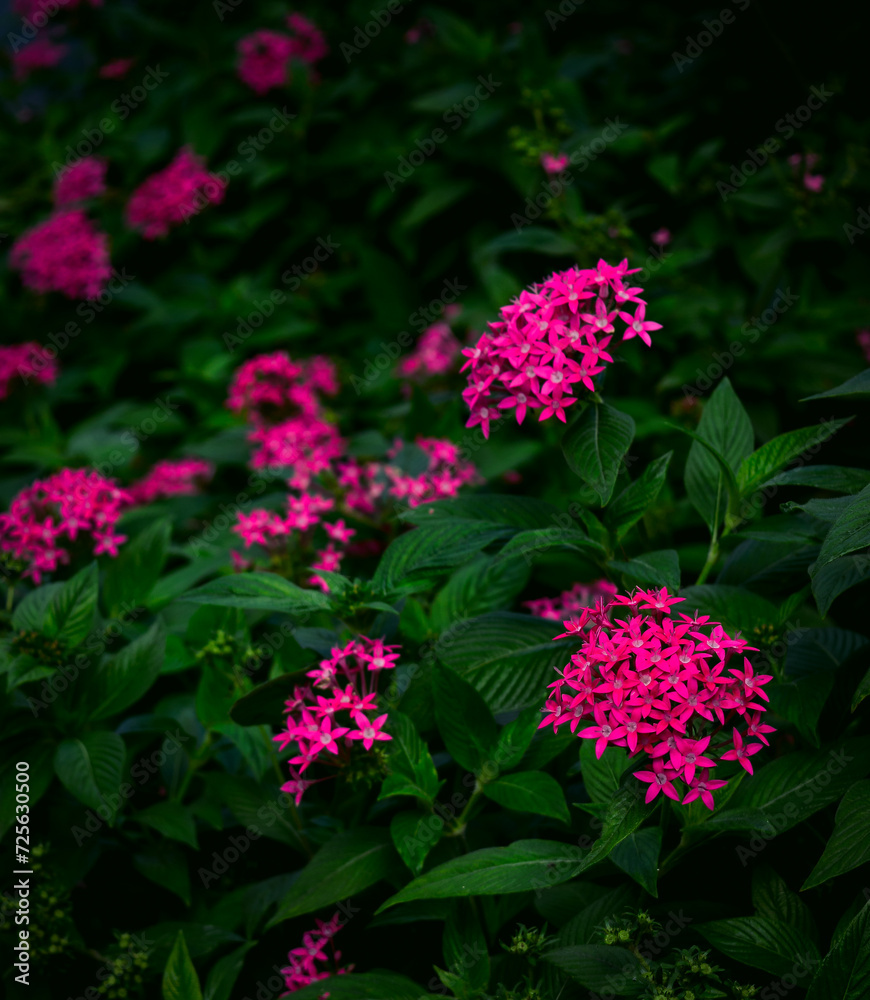 Pentas lanceolata, commonly known as the Egyptian star cluster. The flowers are characteristic, coming in red, pink, white and purple. Pentas lanceolata, commonly known as the Egyptian star cluster. The flowers are characteristic, coming in red, pink, white and purple.