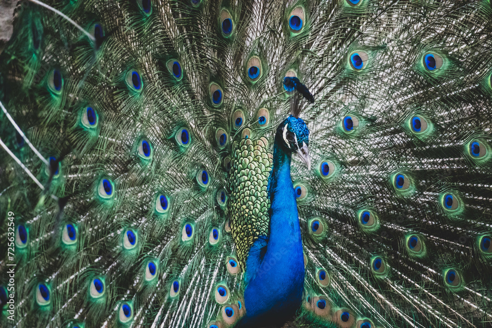 Obraz premium Portrait and close up of peacock showing its beautiful feathers