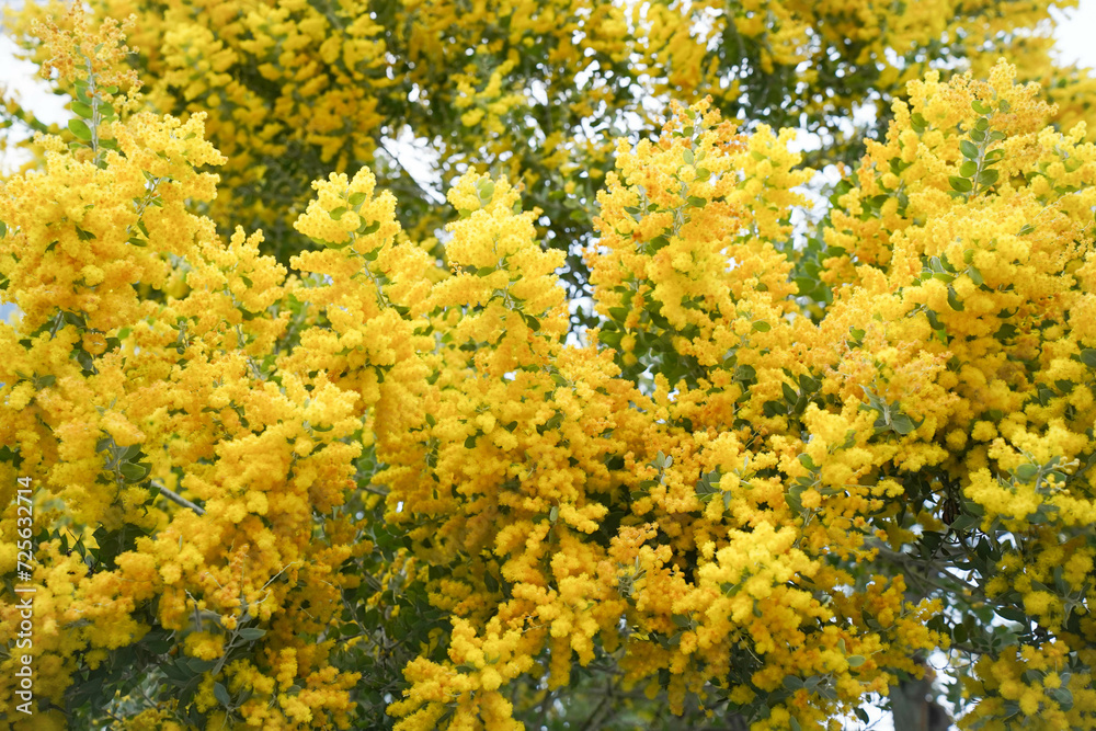 Mimosa tree with bunches of fluffy tender flowers of it. Background of yellow mimosa tree. Concept of holidays and mimosa flower decoration. Spring, Womens day, Easter greeting card. Nature background Mimosa tree with bunches of fluffy tender flowers of it. Background of yellow mimosa tree. Concept of holidays and mimosa flower decoration. Spring, Womens day, Easter greeting card. Nature background