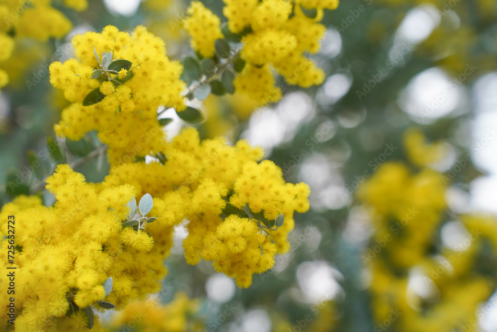 Mimosa tree with bunches of fluffy tender flowers of it. Background of yellow mimosa tree. Concept of holidays and mimosa flower decoration. Spring, Womens day, Easter greeting card. Nature background Mimosa tree with bunches of fluffy tender flowers of it. Background of yellow mimosa tree. Concept of holidays and mimosa flower decoration. Spring, Womens day, Easter greeting card. Nature background
