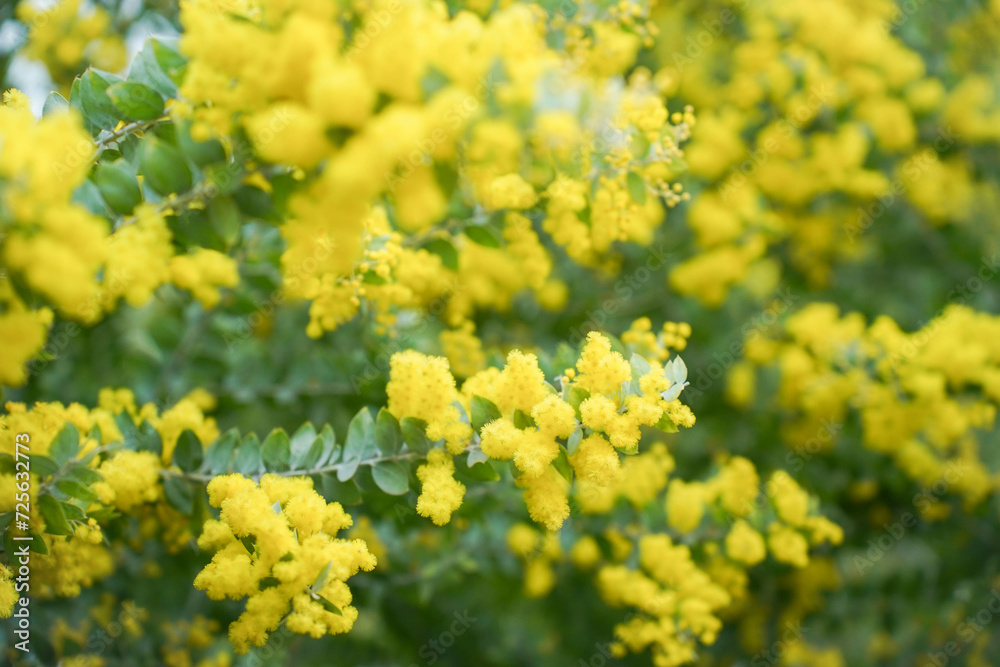 Mimosa tree with bunches of fluffy tender flowers of it. Background of yellow mimosa tree. Concept of holidays and mimosa flower decoration. Spring, Womens day, Easter greeting card. Nature background Mimosa tree with bunches of fluffy tender flowers of it. Background of yellow mimosa tree. Concept of holidays and mimosa flower decoration. Spring, Womens day, Easter greeting card. Nature background