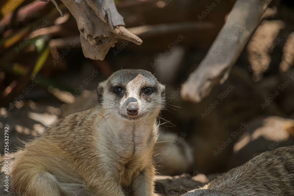 Fototapeta premium The meerkat (Suricata suricatta) or suricate is a small mongoose found in southern Africa