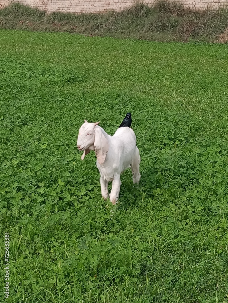 Fototapeta premium white goat on the grass