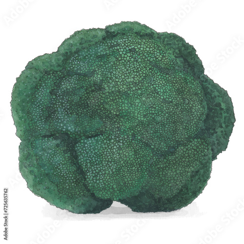 Hand-drawn broccoli digitized on a transparent background photo