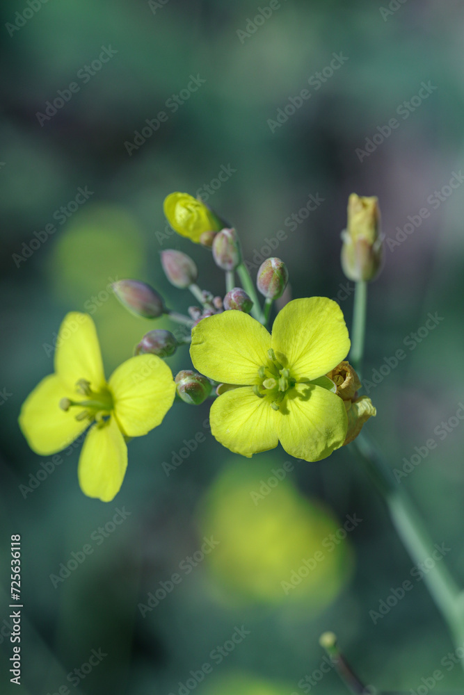 flowers on a branch flowers on a branch