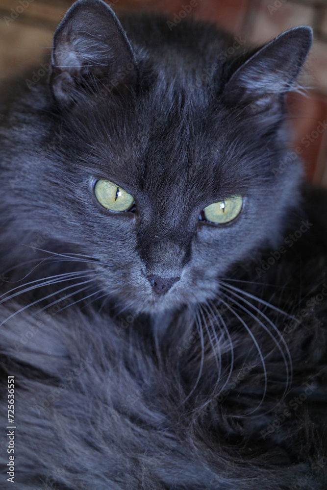 cat portrait cat portrait