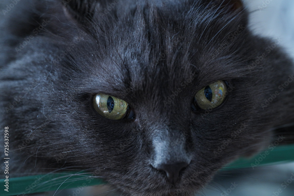 cat portrait cat portrait