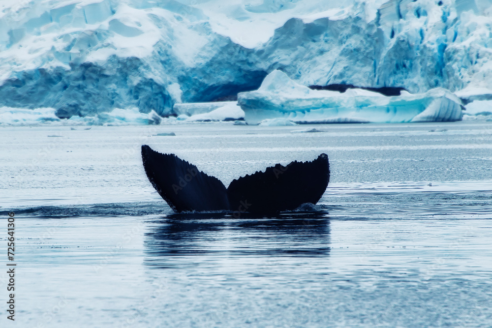 Fototapeta premium Antarctica