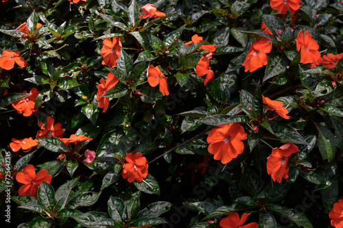 This is the impatiens walleriana plant. Impatiens flowers are popular because they are easy to grow, long-lasting and brightly colored blooms that come in a variety of colors.