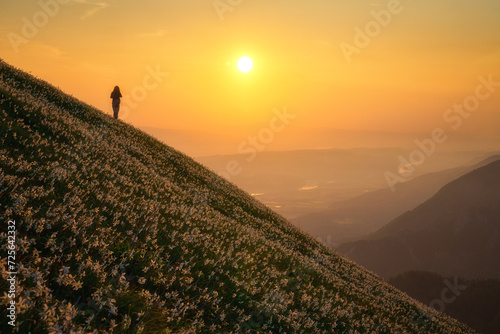 Blossom of white daffodil flowers on Golica, Slovenia, Karavanke mountains. Amazing spring landscape with flowering slope, stunning alpine peaks, rising sun and clouds, outdoor travel background © larauhryn