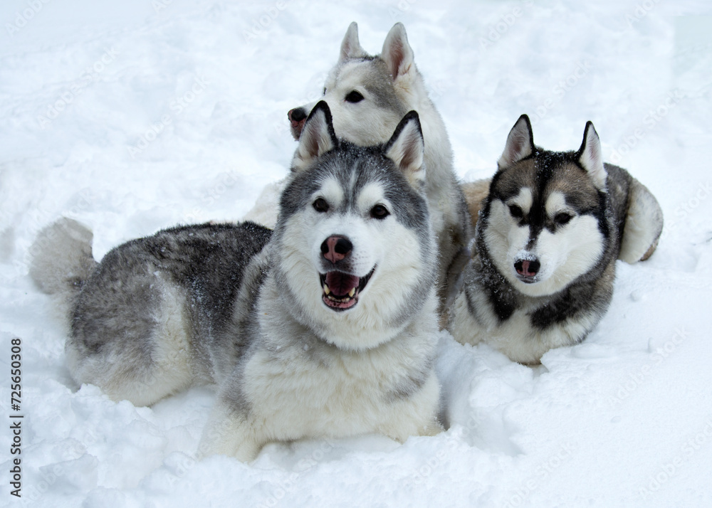 Three dogs close-up lie in the snow. Husky breed