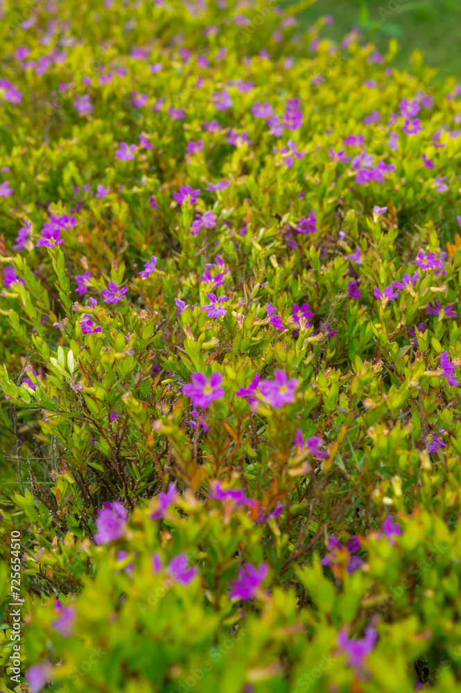 Cuphea flowers or false heather, purple flowers and green leaves.