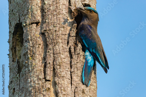 Indian roller sitting on a tree trying to eat insect in Kaziranga National Park in indian Assam photo