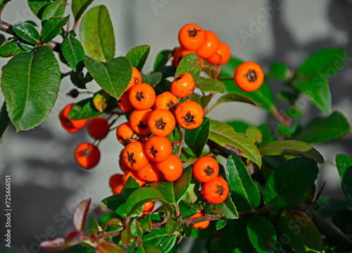 Ognik szkarłatny Orange Glow, pomarańczowe owoce ognika na gałęzi, Pyracantha coccinea,, scarlet firethorn Orange Glow variety, orange red firethorn fruits on a branch, Ripe orange firethorn berries photo