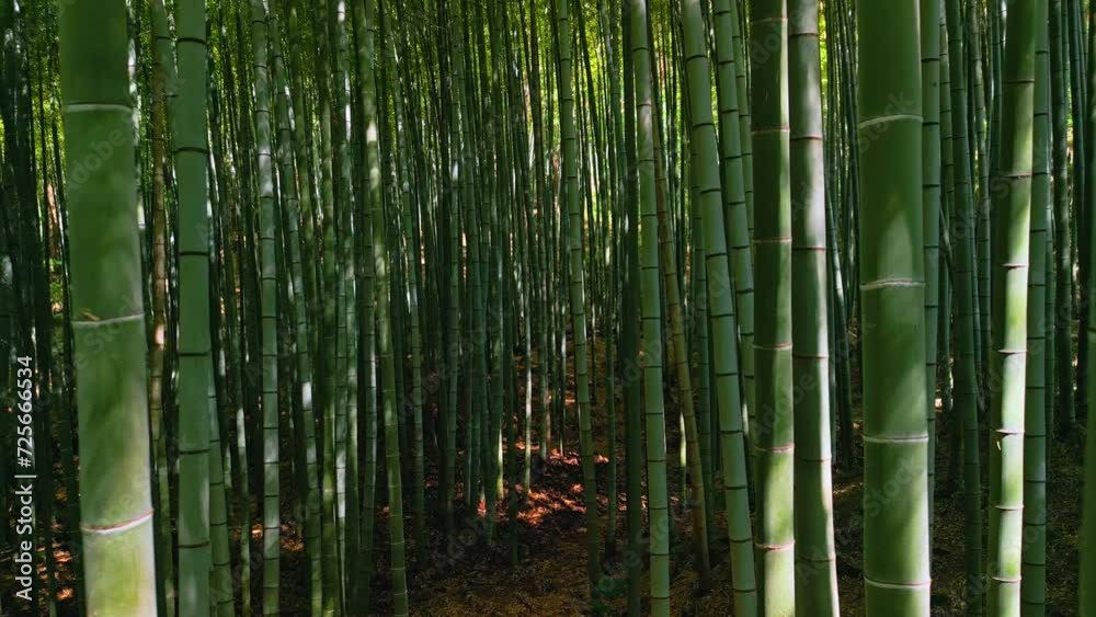 A drone flies straight and smoothly through a dense bamboo forest filled with bamboo tree trunks. A drone flies straight and smoothly through a dense bamboo forest filled with bamboo tree trunks.