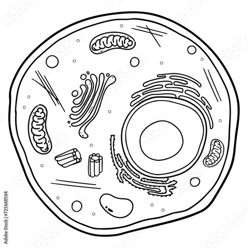 Animal cells are eukaryotic cells.