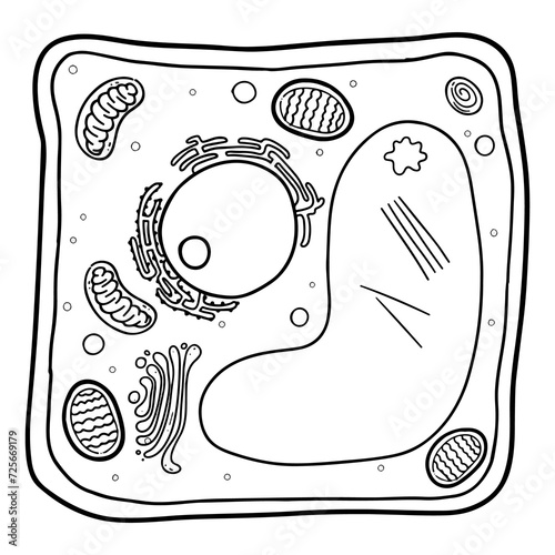Plant cell is a eukaryotic cell.the basic unit of all plants.