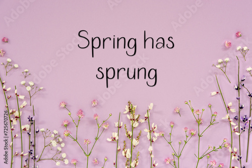 Cuadro en lienzo Purple Spring Flower Arrangement, English Text Spring Has Sprung
