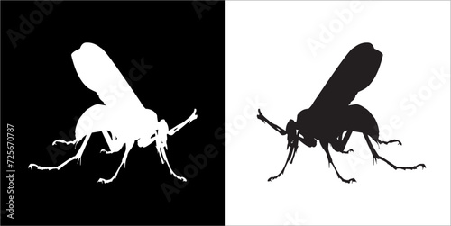 Illustration vector graphics of insect icon photo