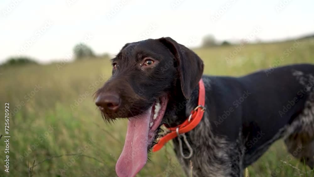 Hunting dog German wirehaired pointer in grass field nature - Kurzhaar breed Hunting dog German wirehaired pointer in grass field nature - Kurzhaar breed