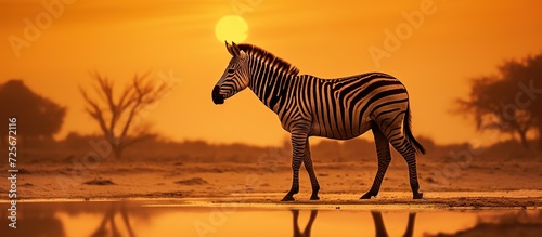 Zebra at sunset Silhouettes