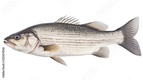 One fresh sea bass fish isolated on transparent and white background.PNG image