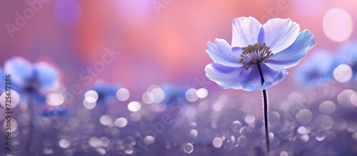 flower Anemone bokeh abstract background
