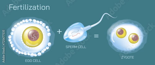 Ovulation, conception and implantation vector illustration. Anatomical diagram of fertilization and human reproductive process. Students learning and education study materials. photo