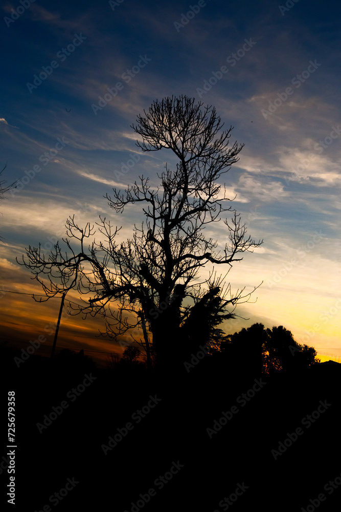 Fototapeta premium Landscape with tree backlit with orange red yellow blue sky at dusk or dawn