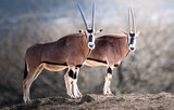 Couple Oryx Beisa en hiver, photo animalière 