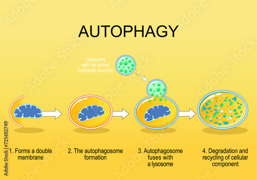 Autophagy steps. Cellular recycling