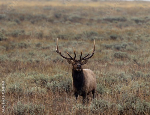 Bull Elk During the Rut in Wyoming in Autumn