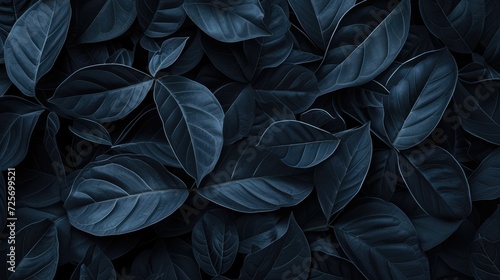 texture of dark black tropical leaves background